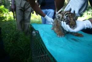 Tiger cub rescued!