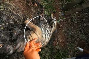 Tiger cub strangled to death in a wire snare