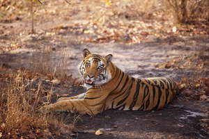 Tiger in Kanha National Park. Pic: Jhampan