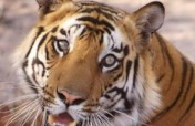 Vanishing Stripes: Save the Bengal Tiger