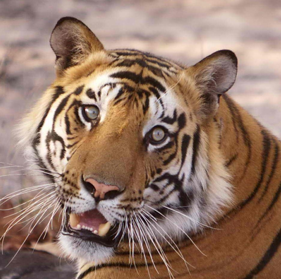 Vanishing Stripes: Save the Bengal Tiger - GlobalGiving