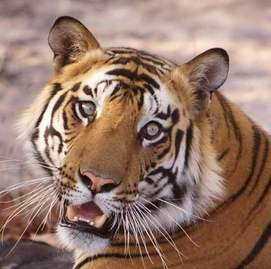 Royal Bengal Tiger - Vanishing Treasures