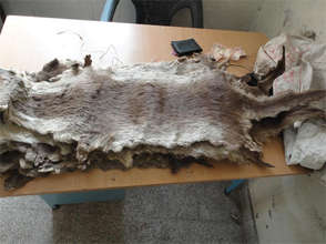 Small clawed otter skin seized in Himachal Pradesh