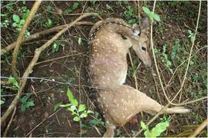 Spotted deer trapped in a snare