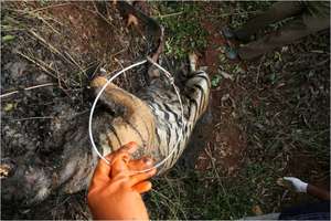 Tiger cub choked to death by a snare