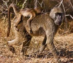 Baboons are considered pests in many areas