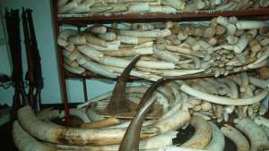 A shocking amount of ivory has been confiscated
