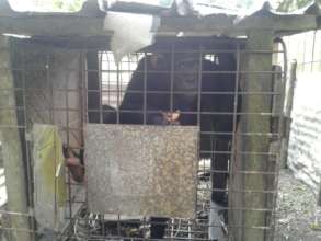 Captain was trapped in a filthy cage for 11 years.