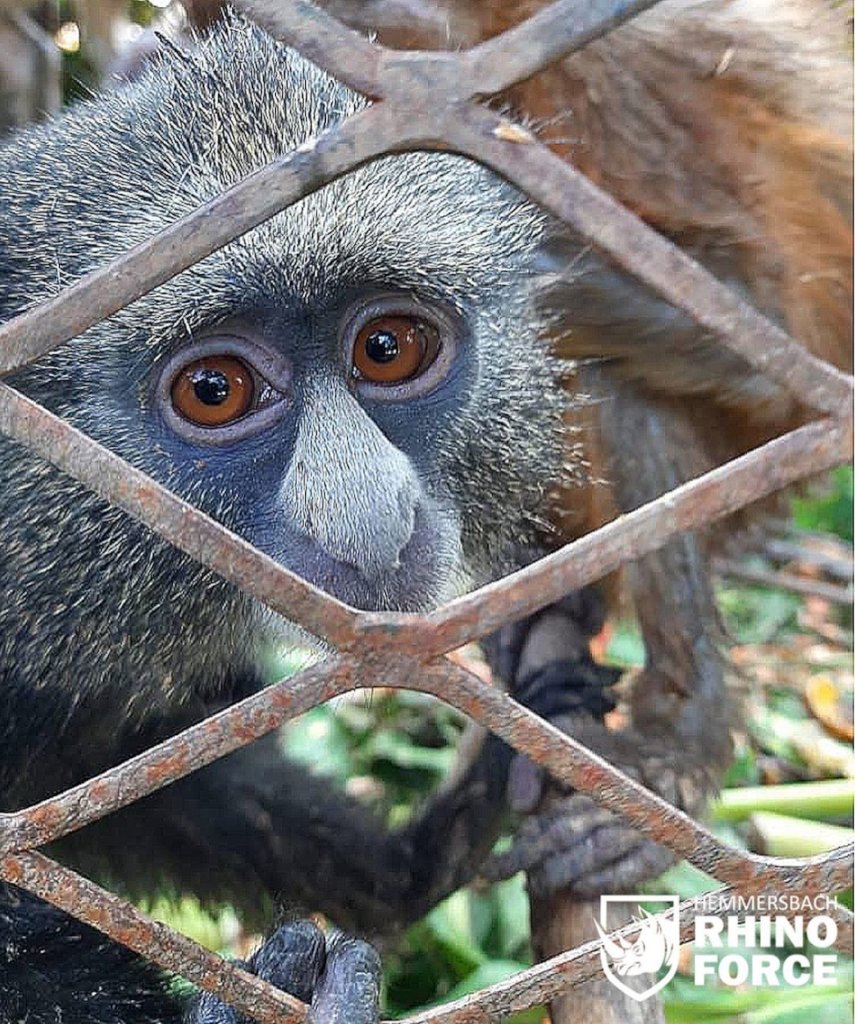 Over 20 monkeys were trapped in cages for months