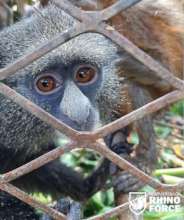 Over 20 monkeys were trapped in cages for months