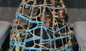 Infant chimpanzees are stolen from the wild