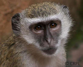 Malbrouck monkey at Lwiro sanctuary (DRC)