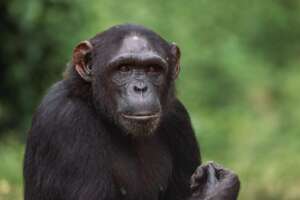 Roberto Garcia-Roa, Sanaga Yong Chimpanzee Rescue