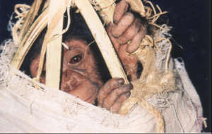 Trafficked chimp smuggled in a basket