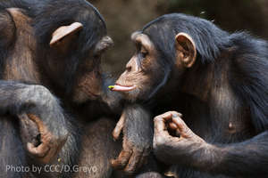 Chimps at CCC, Guinea