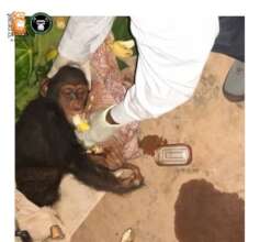 Chimpanzee Conservation Center Rescue
