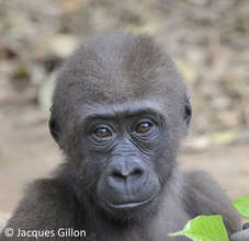 Gorillla at Ape Action Africa (Cameroon)