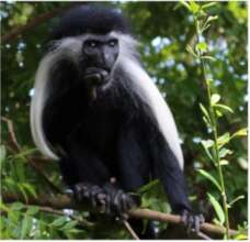 Lwiro Primates Rescue Center Saves Colobus Monkeys