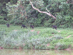 Lola ya Bonobo sanctuary in DRC