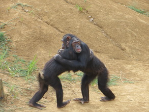 A partially blind chimp gets help from a friend