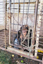 Chimps are not pets!