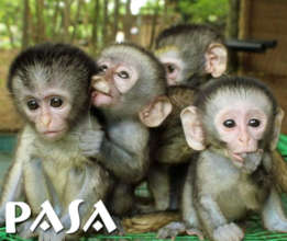 Vervet monkey babies