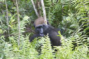 Fernan-Vaz Gorilla Project