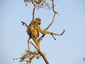 Yellow baboon at Lilongwe Wildlife Centre