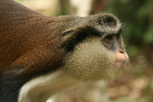 Mt. Cameroon Nat'l Park is home to Mona monkeys