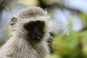 Vervet monkey