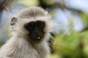 Vervet monkeys are targeted as pests