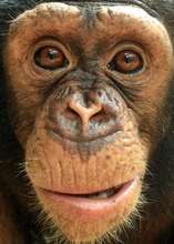 Chimpanzees are at risk from conflict with humans
