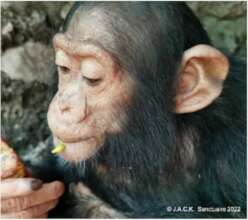 JACK Sanctuary Rescue