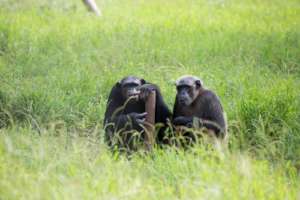Joanna and Rikita have found peace at Tchimpounga.