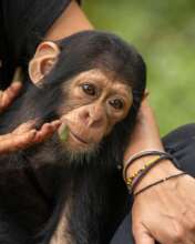 Kailo at PASA member Lwiro Primates in DR Congo.