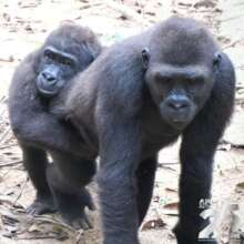 Mbailassem and big brother Bobga, photo Jo Gaweda