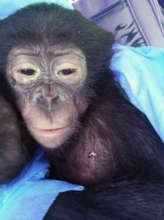 Omandja is rescued!