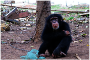 Tze chained to tree before rescue