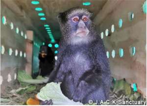 Transport to a PASA sanctuary for rehabilitation