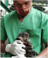 A rescued monkey receives urgent medical care