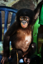 Pongo gets a second chance at life