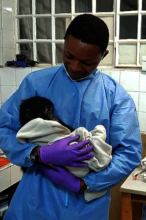 Pongo receives lifesaving care from Dr. Jonas