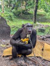 Samba's rescue was made possible with your support