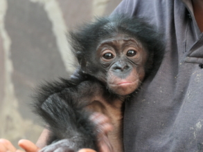 Thanks for being a lifeline for primates in need.