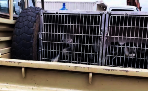 Smuggled Colobus Monkeys