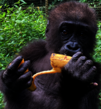 Nouji gets bananas after rescue