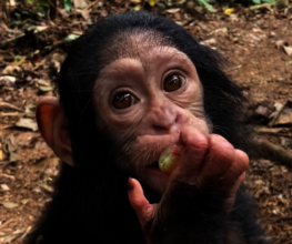 Joseph learns to eat grapes after rescue