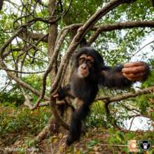 Siaka at Chimpanzee Conservation Center in Guinea.