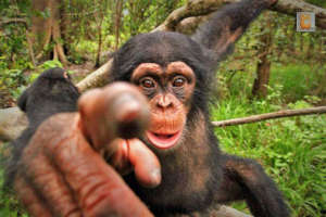 Tita. Photo: Chimpanzee Conservation Center