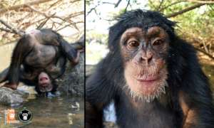 Happy Tita. Photo: Chimpanzee Conservation Center